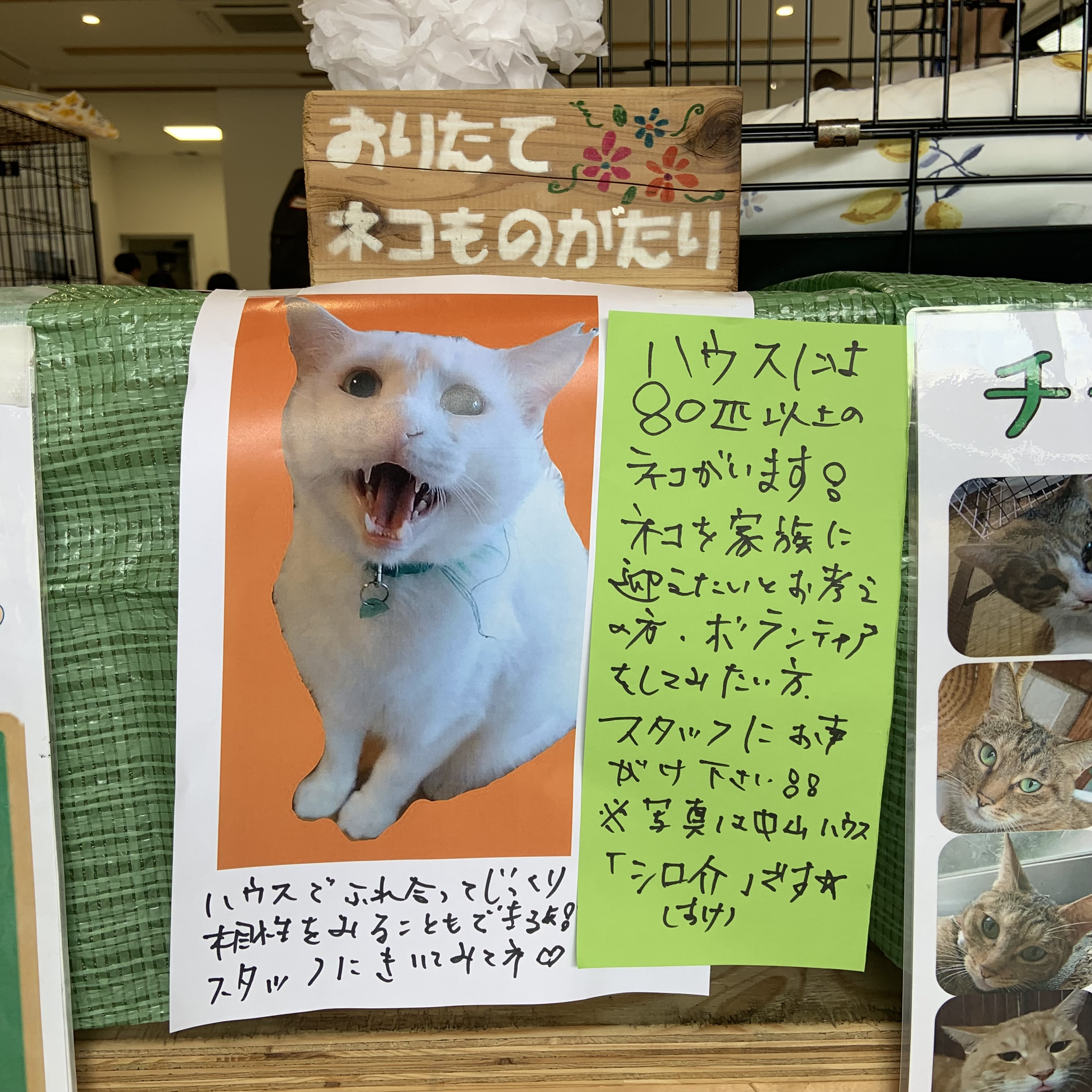 orineko230806_2.jpg