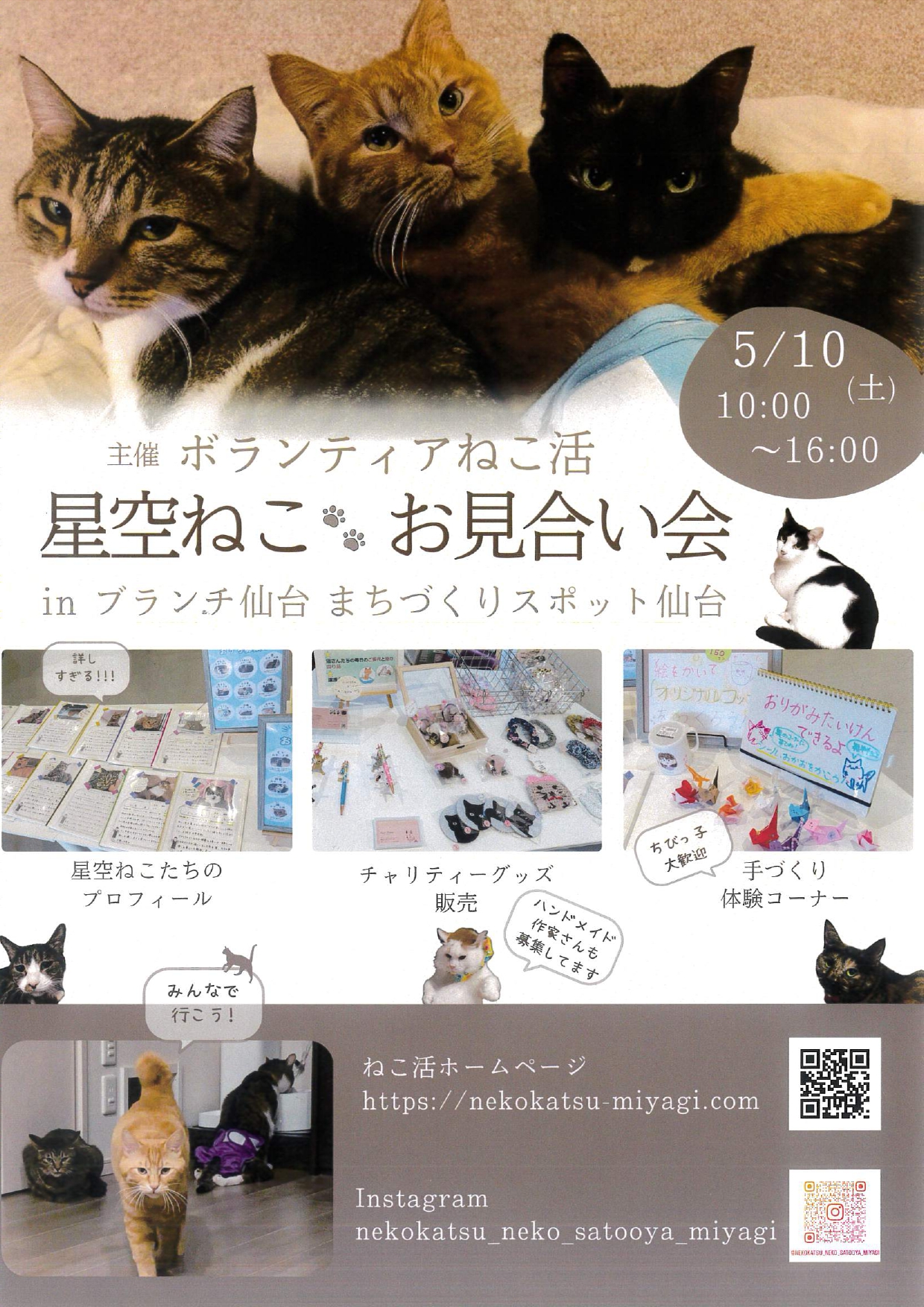 nekokatu250510.jpg
