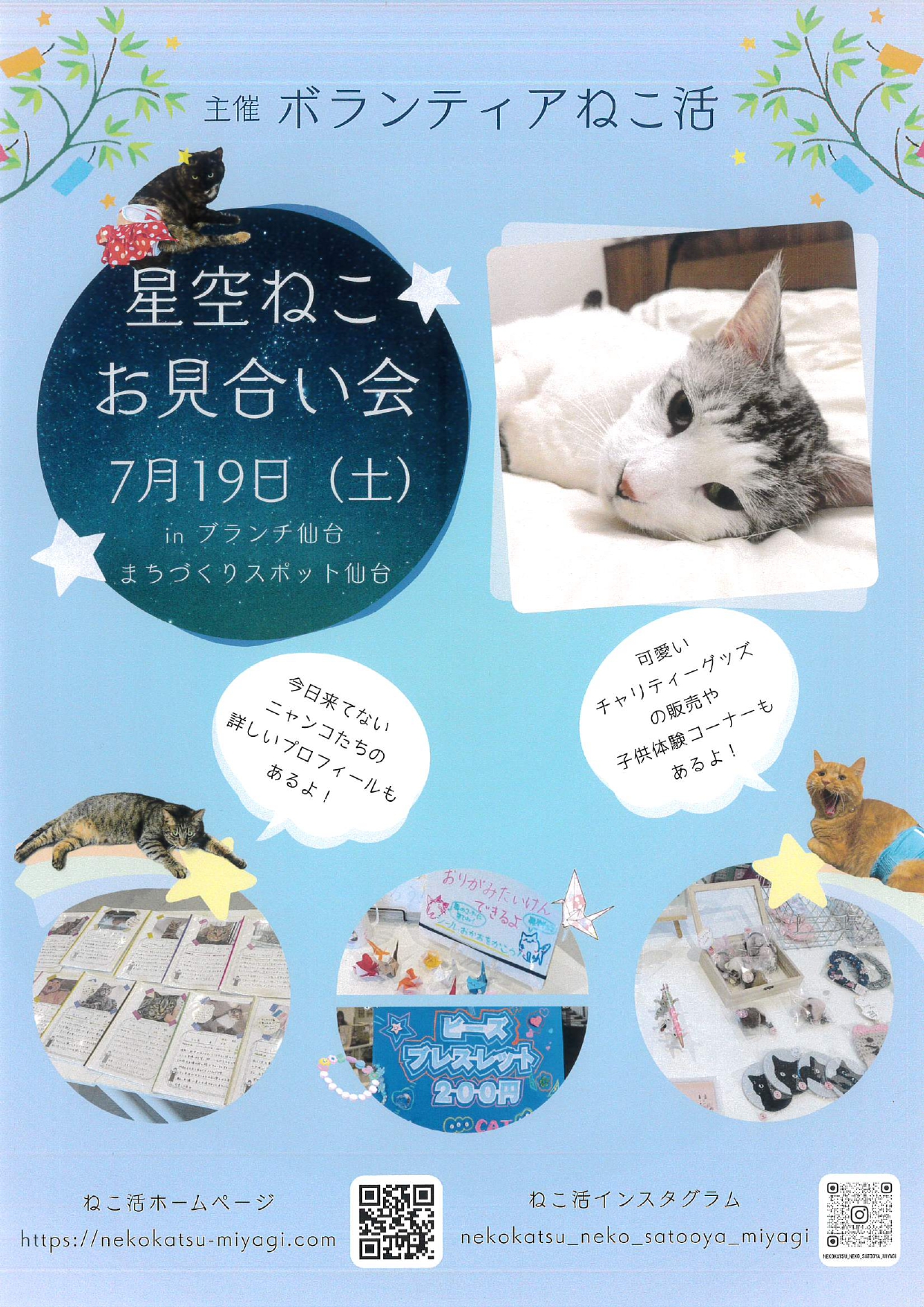 starcat_250719.jpg