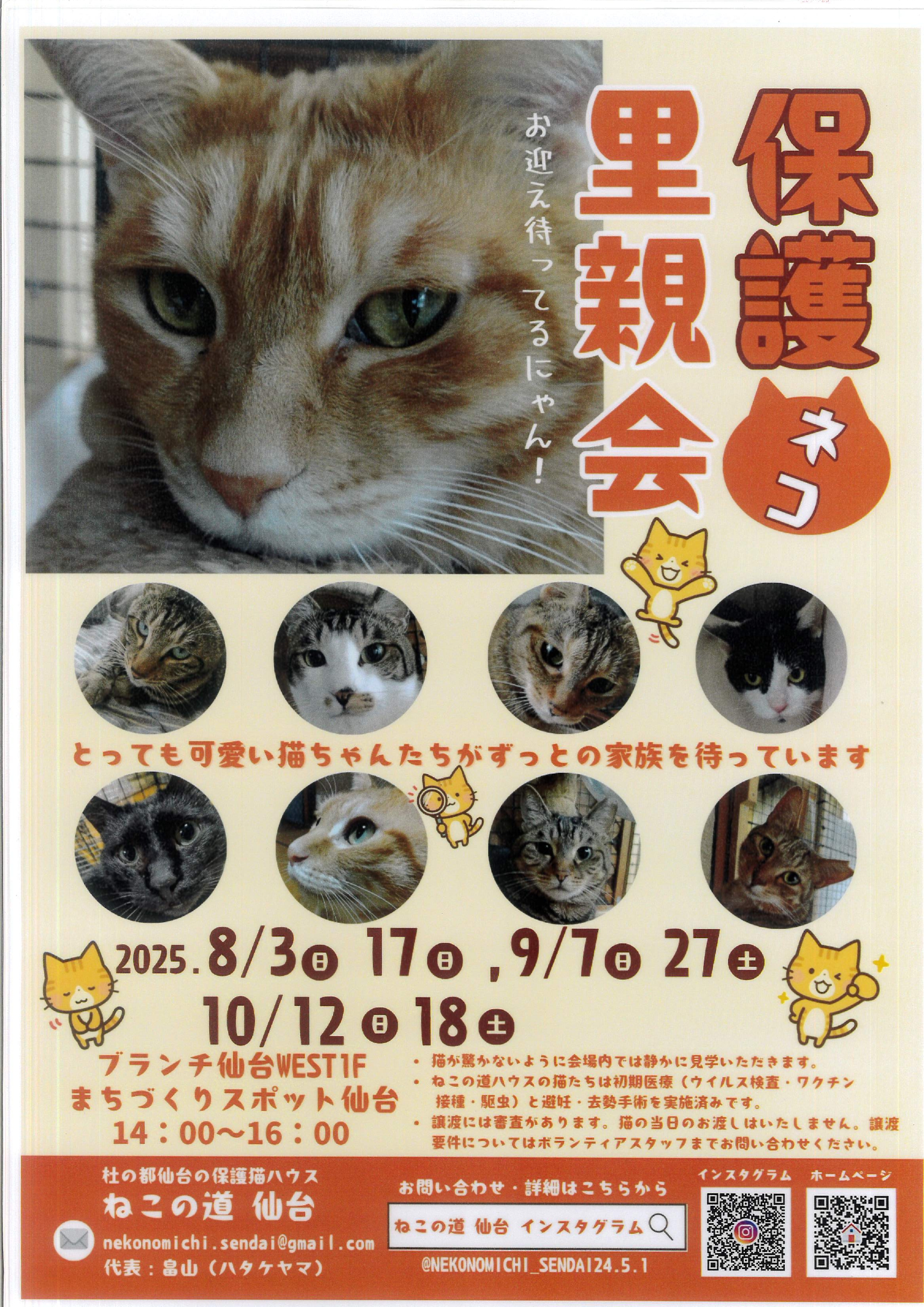 nekomichi_2508.jpg