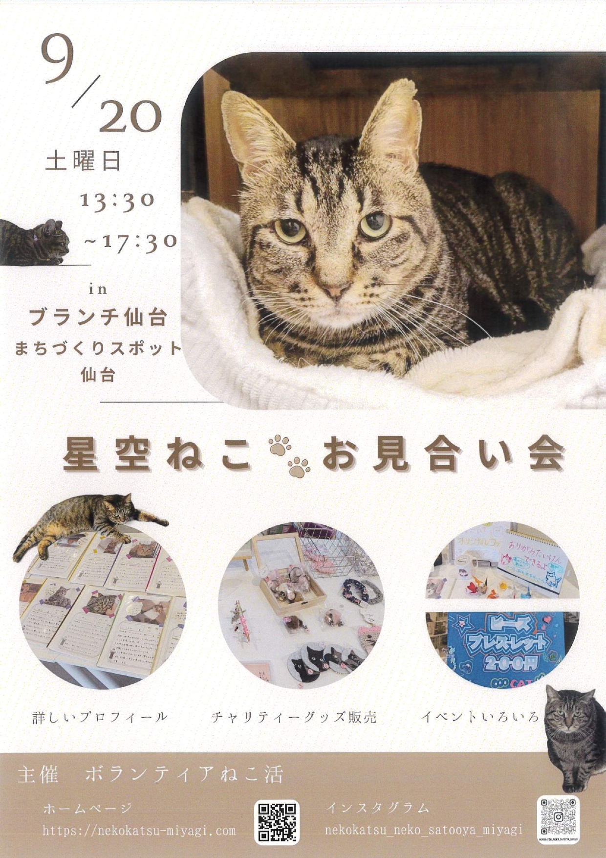 starcat_2509.jpg