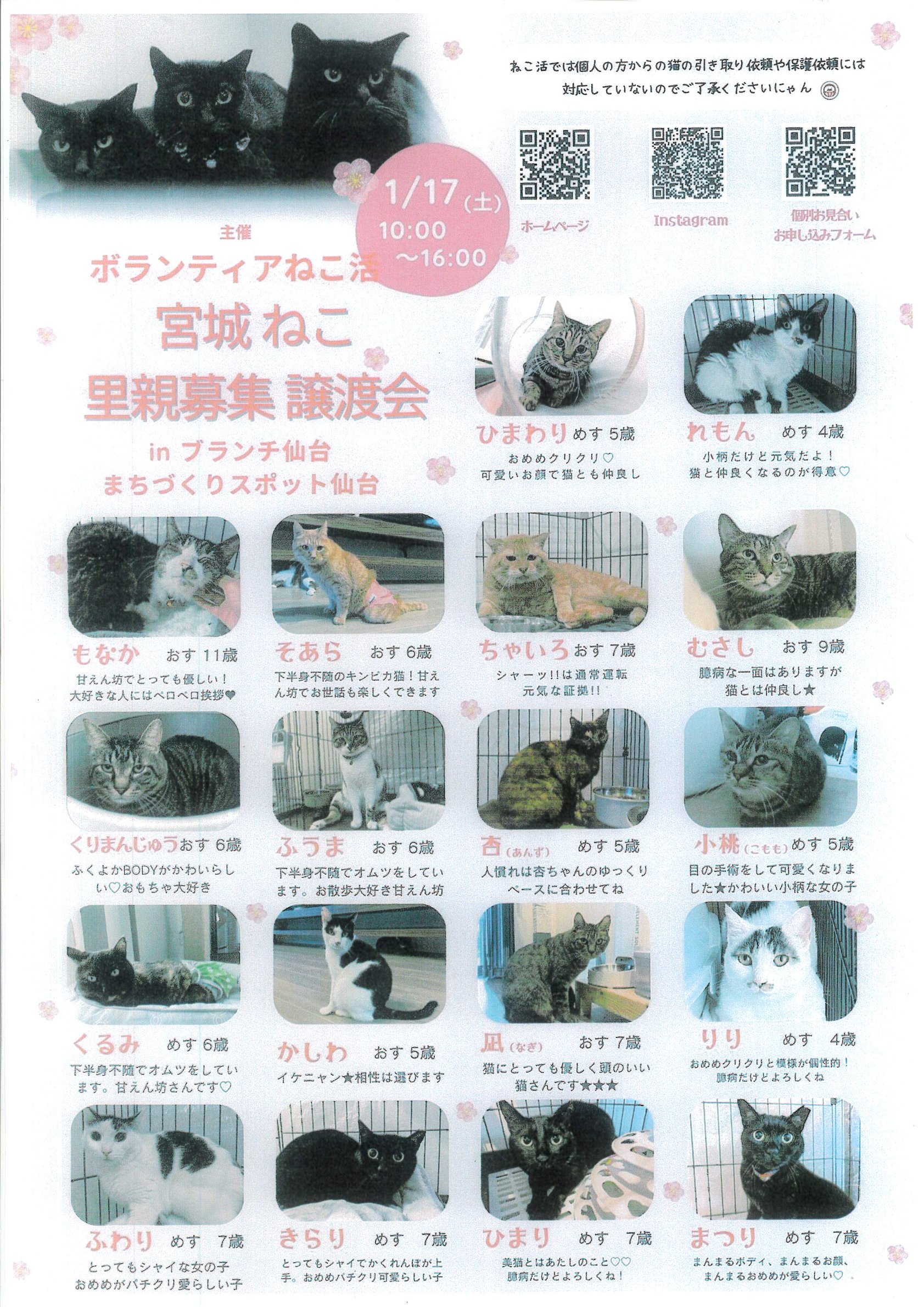 nekokatu117.jpg nekokatu117.jpg