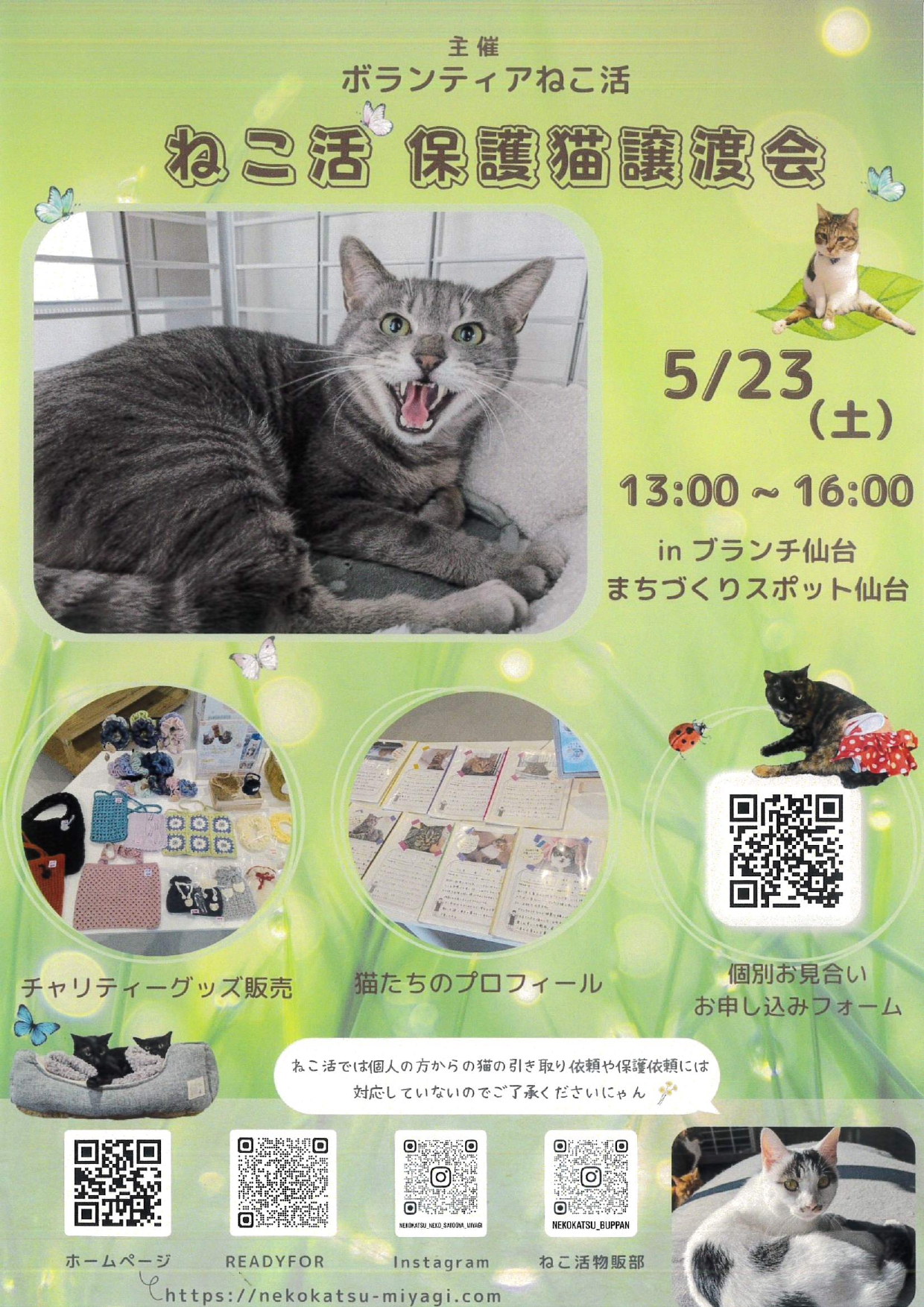 nekokatu_2605.jpg