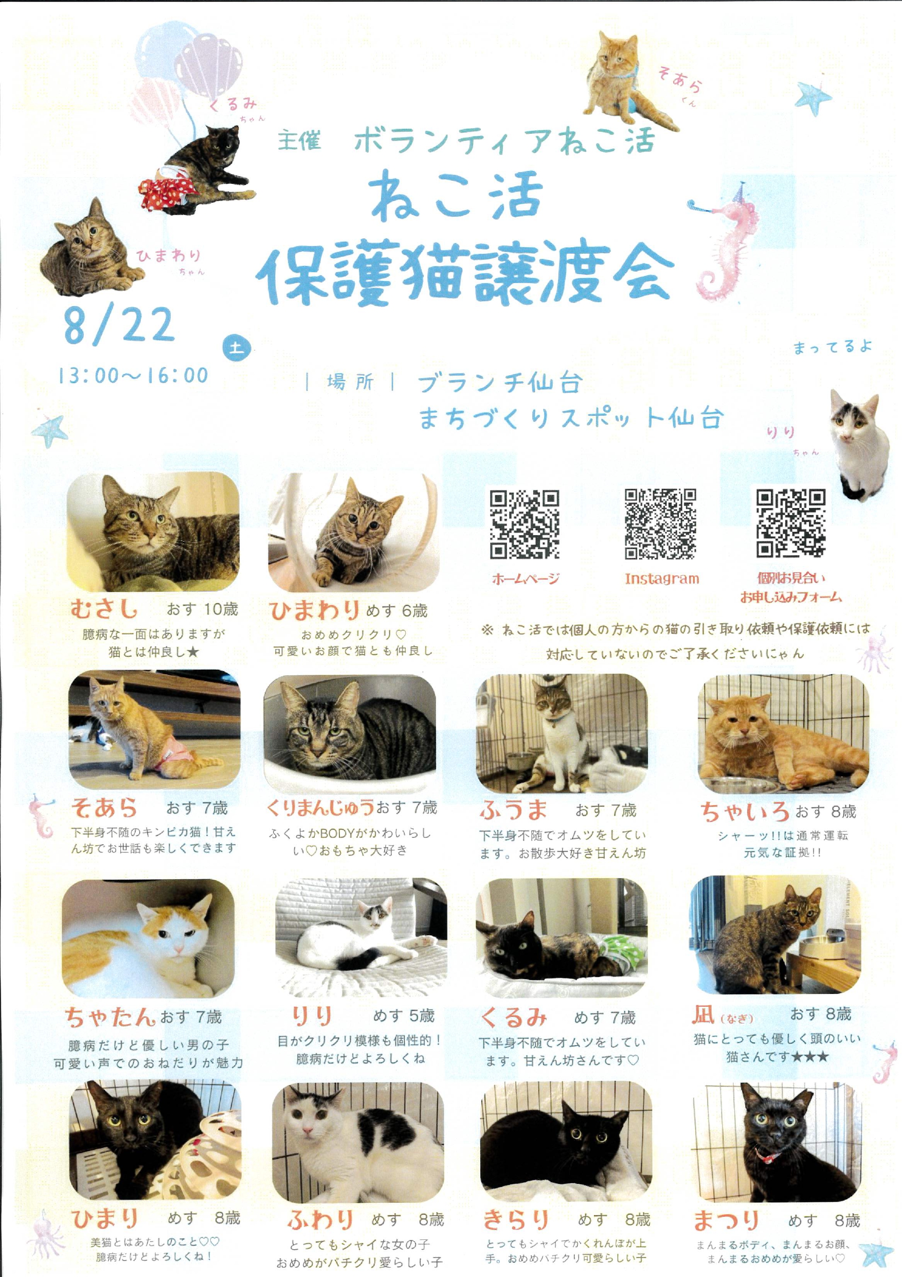 nekokatsu_2608.jpg