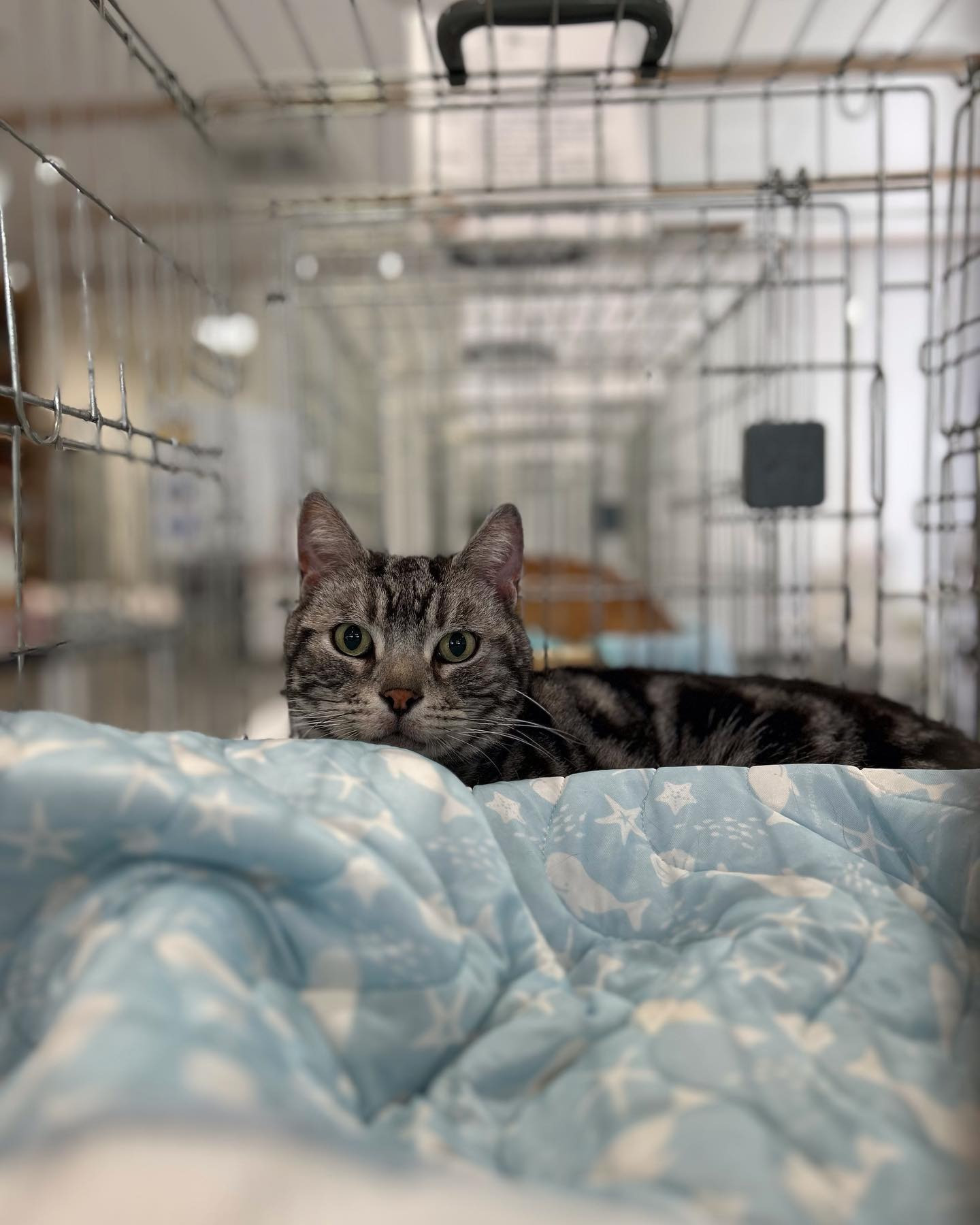 「猫の譲渡会と手作りグッズの販売」が開催されました