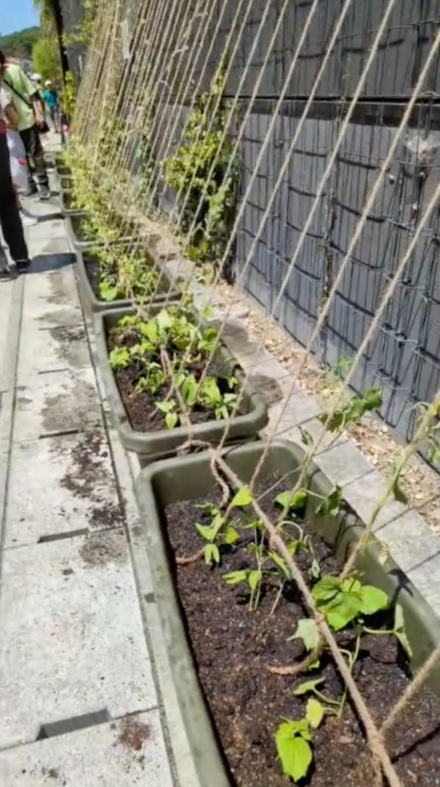 長命ケ丘小学校5年生が、朝顔の苗を植えてくれました！