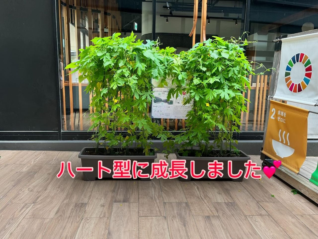 グリーンカーテンがかわいく成長しました♡