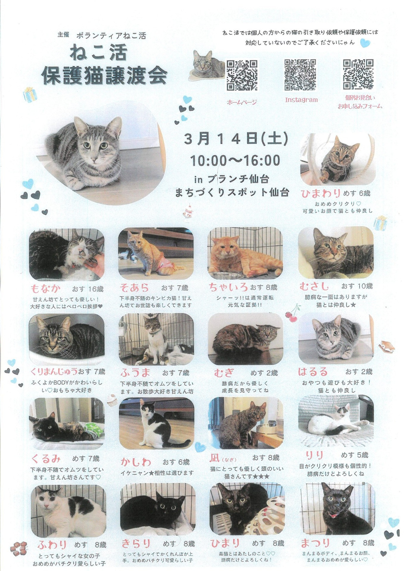 ボランティアねこ活　保護猫譲渡会
