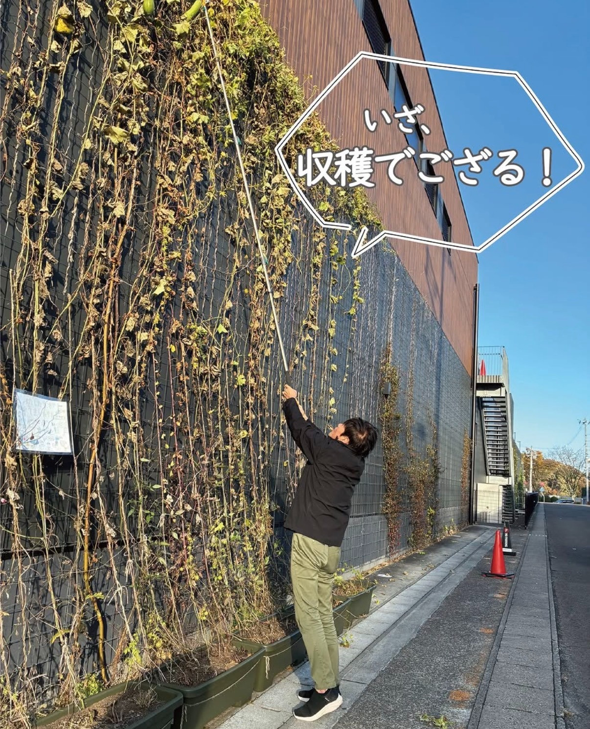 グリーンカーテンのヘチマの収穫を行いました！