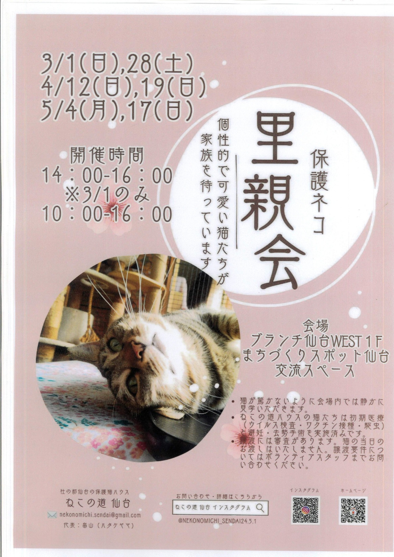 ねこの道仙台　保護ネコ里親会