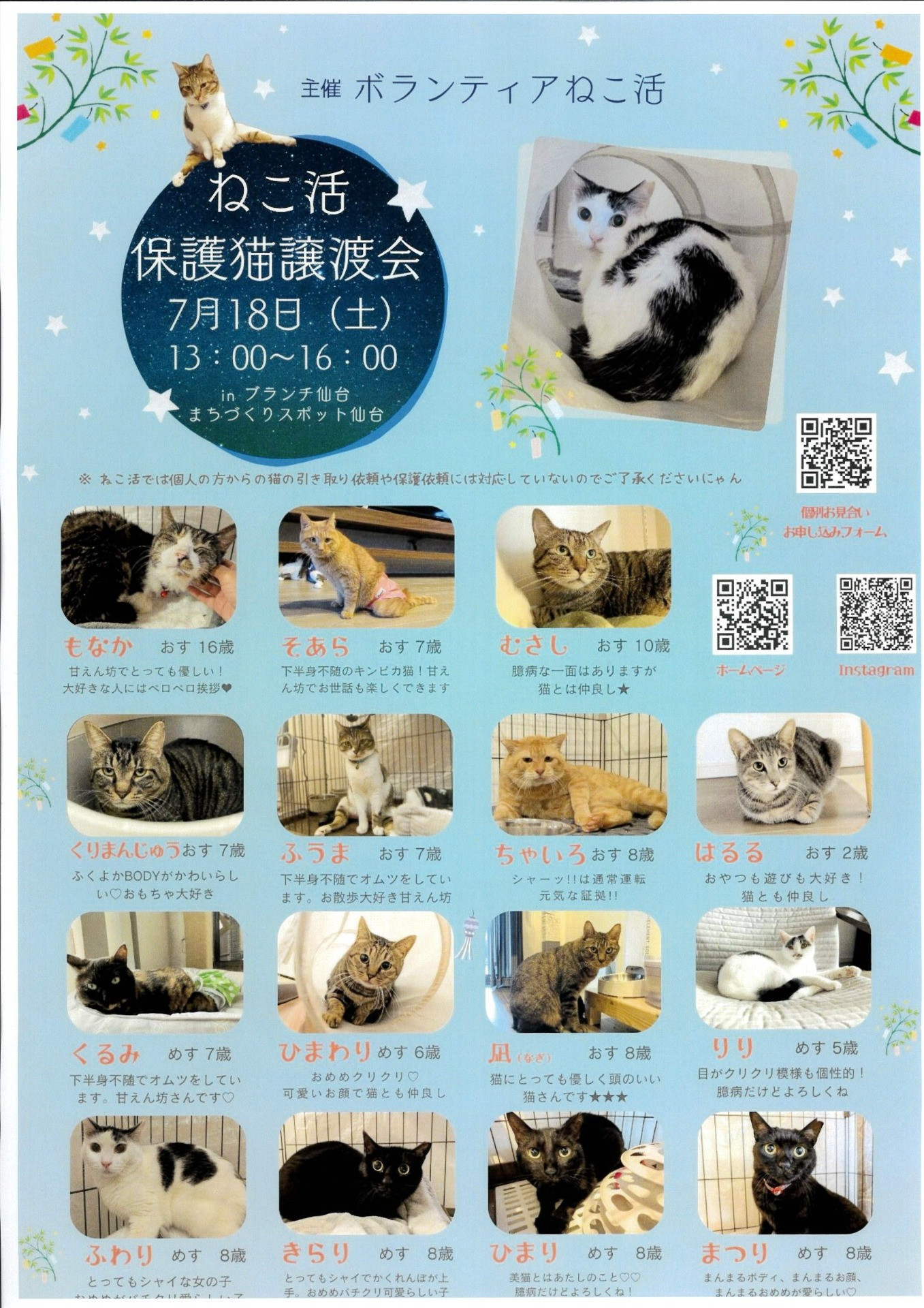 ボランティアねこ活　保護猫譲渡会