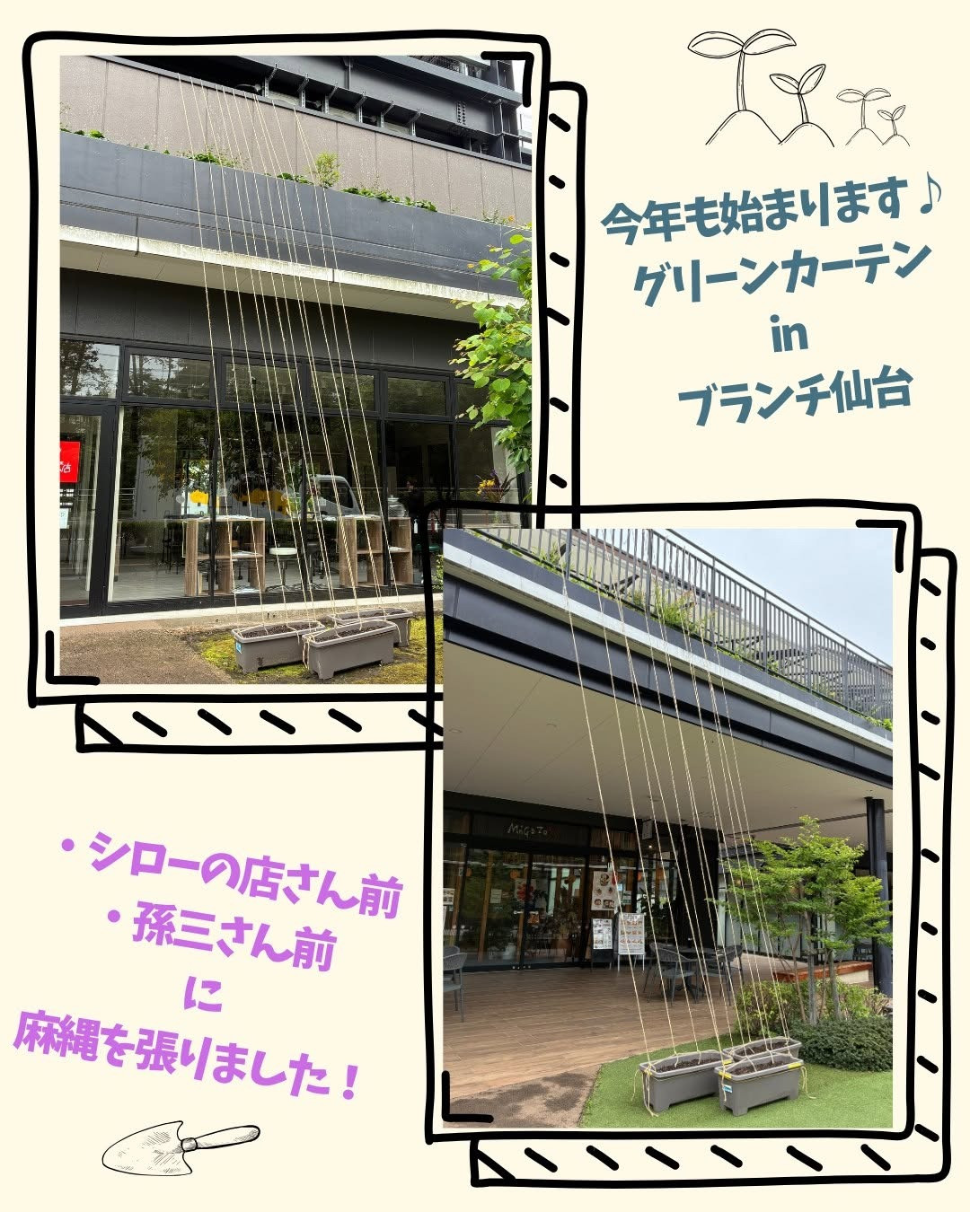 グリーンカーテン、もうすぐ始動！