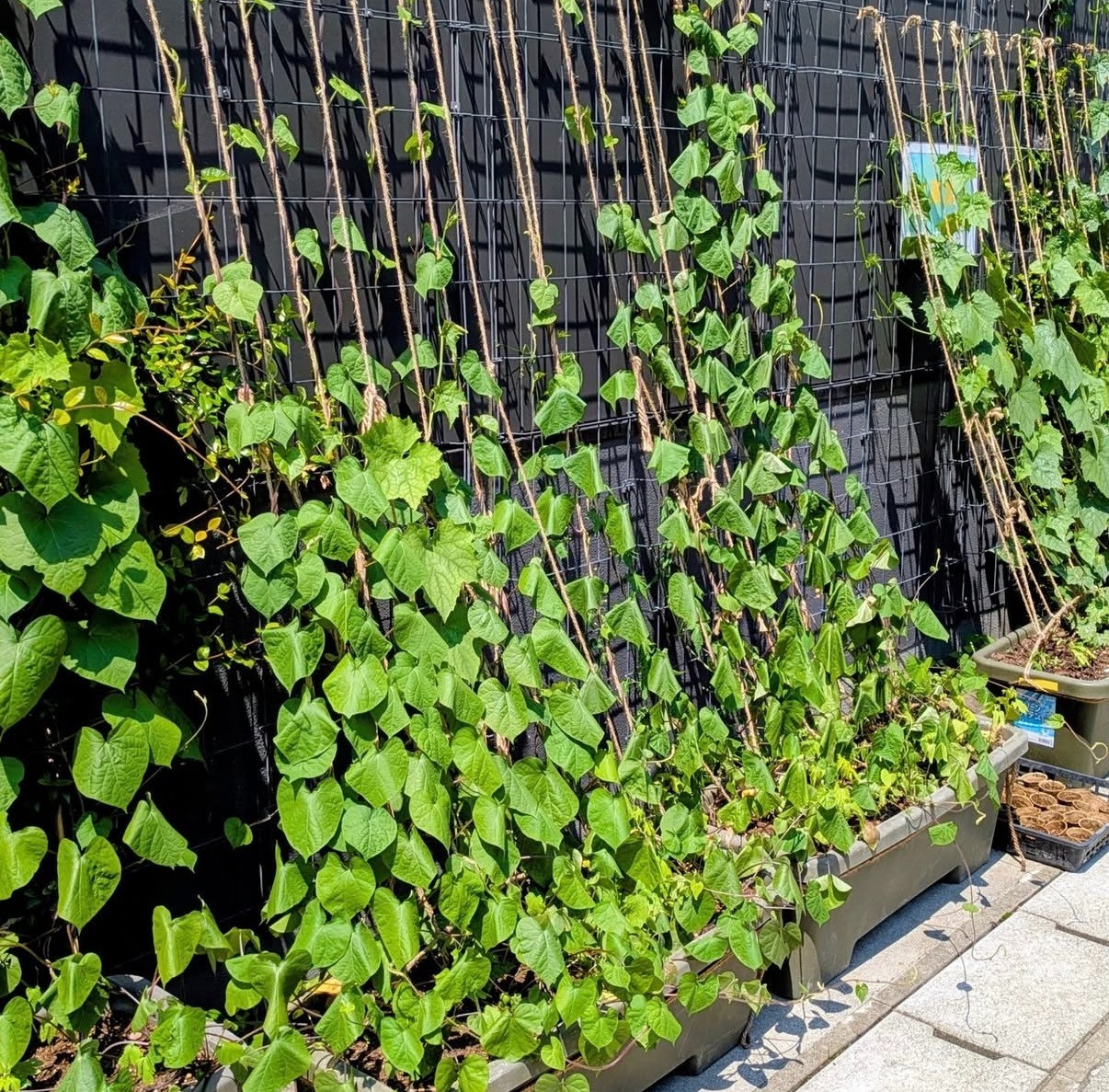 🌱グリーンカーテンのびのび成長中🌱