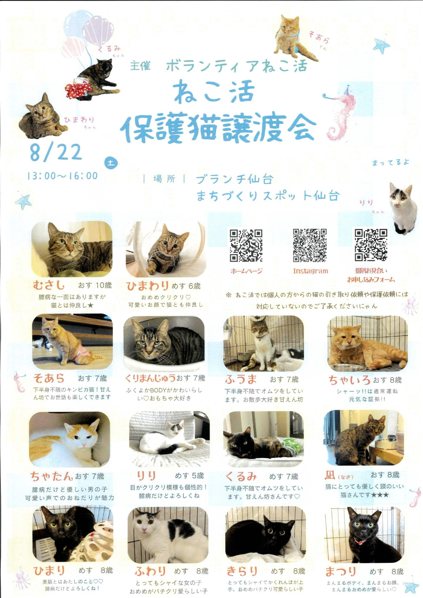 ボランティアねこ活　保護猫譲渡会