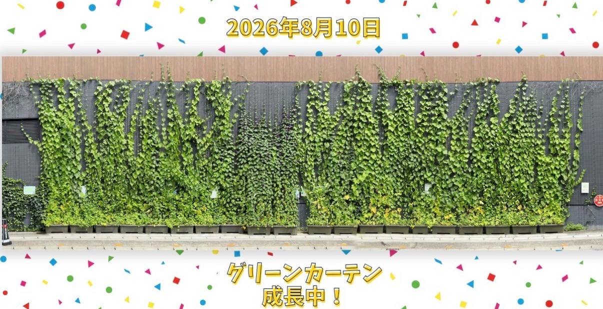 🌱グリーンカーテンすくすく成長中🌱