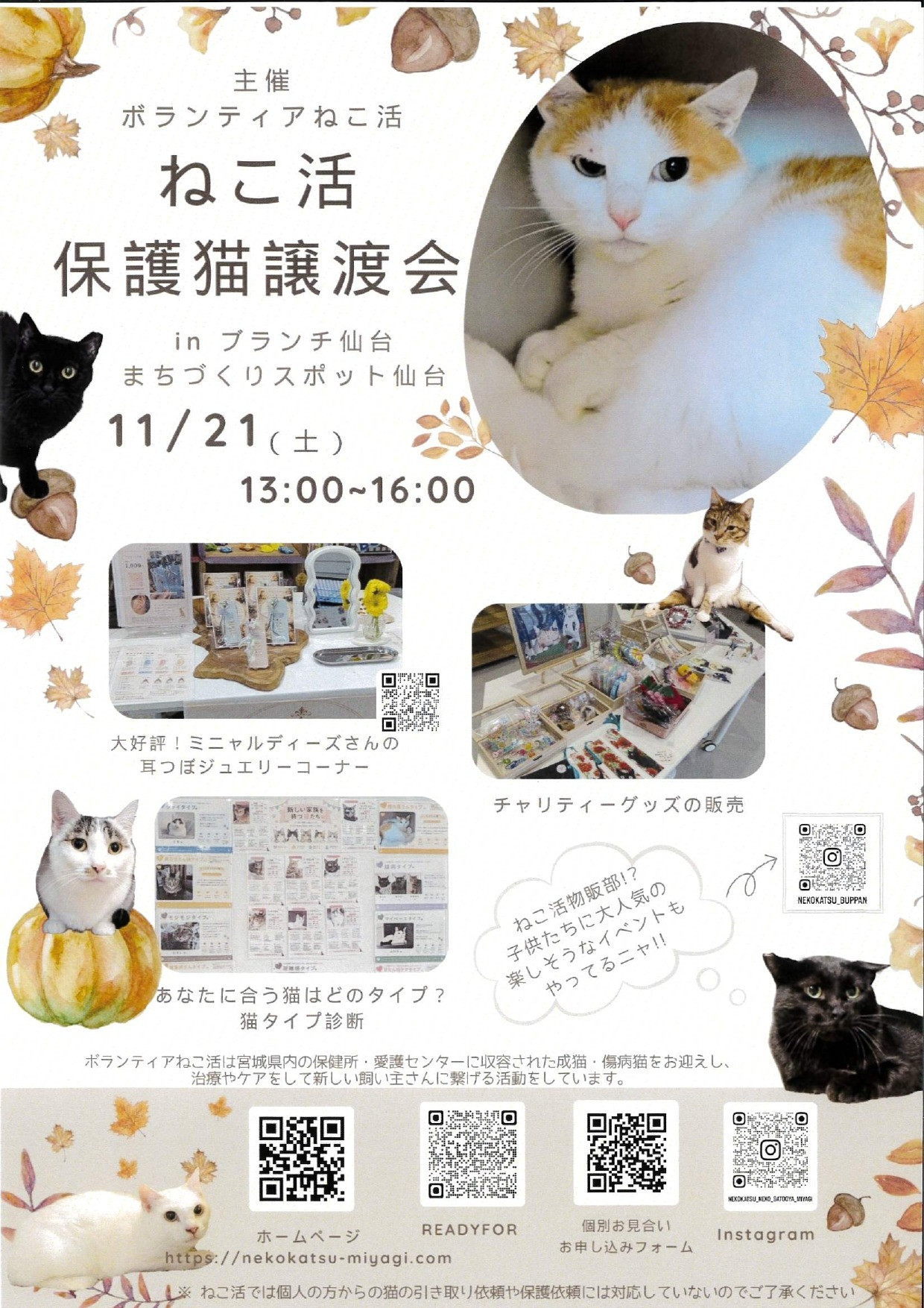 ボランティアねこ活　保護猫譲渡会